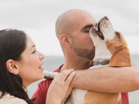Como cuidar do seu animal de estimação